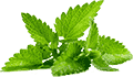 免费下载永久的电话轰炸机官网